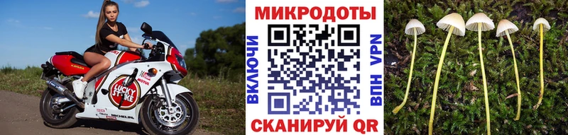 Галлюциногенные грибы Psilocybe  Сосновый Бор 